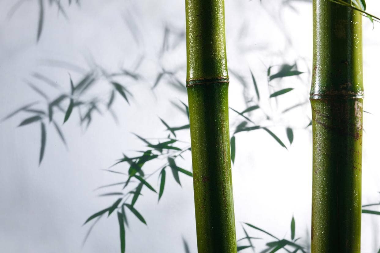 竹之寓意与象征：生命的韧劲与君子之风