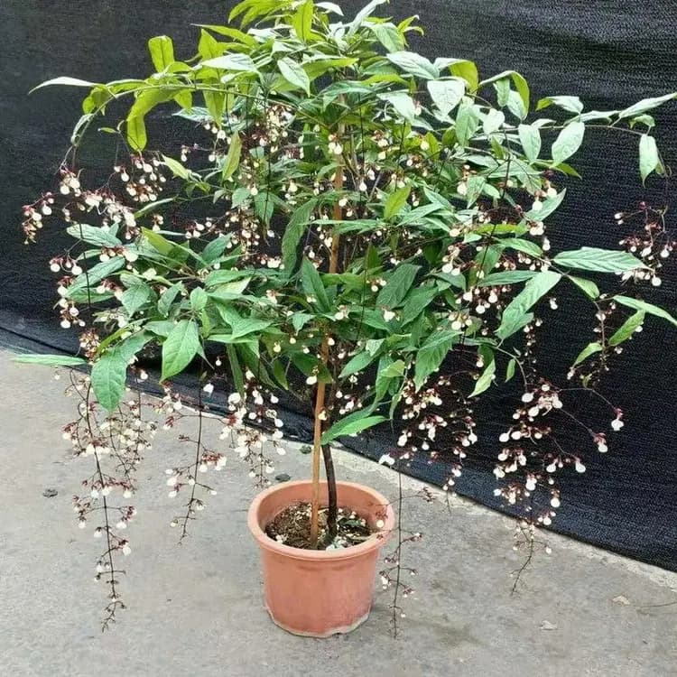 垂丝茉莉喜阴还是喜阳？揭秘其光照需求