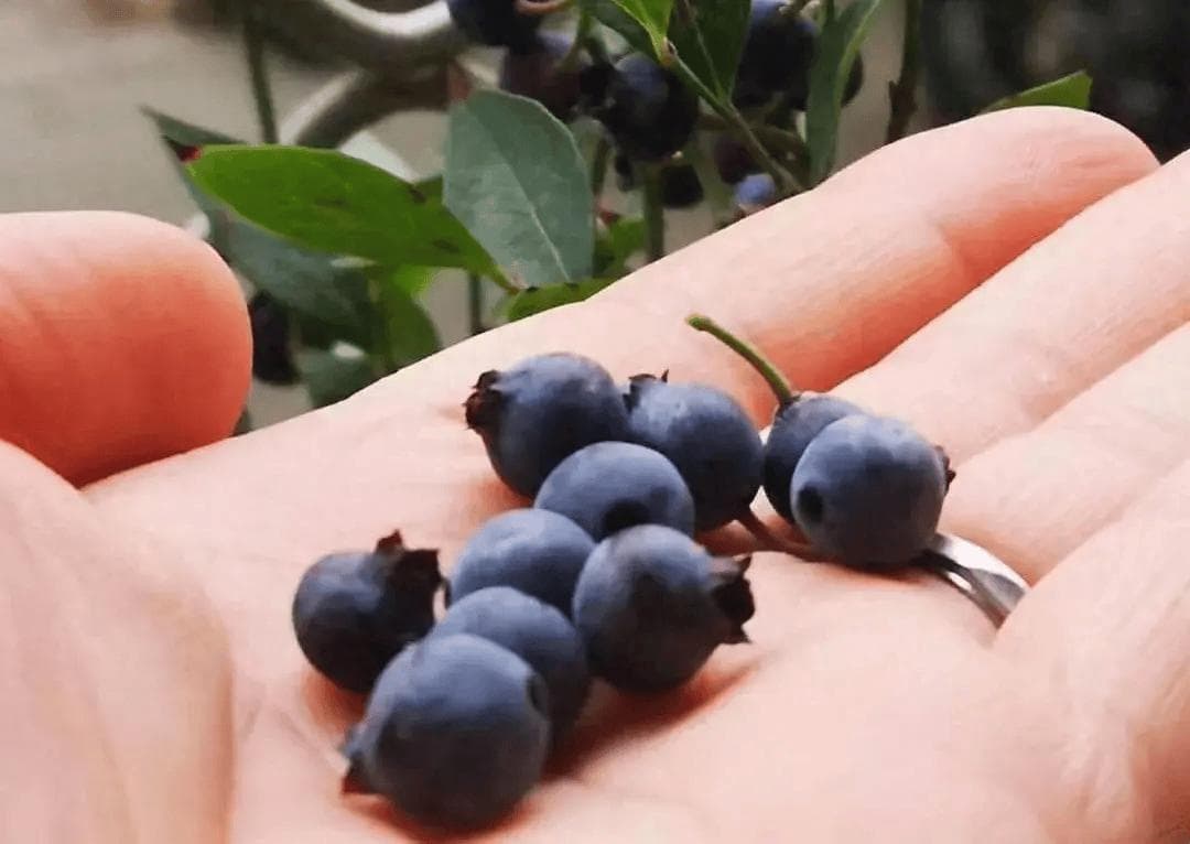 我们的眼睛每天都太累了！营养师推荐5种食物对眼睛好