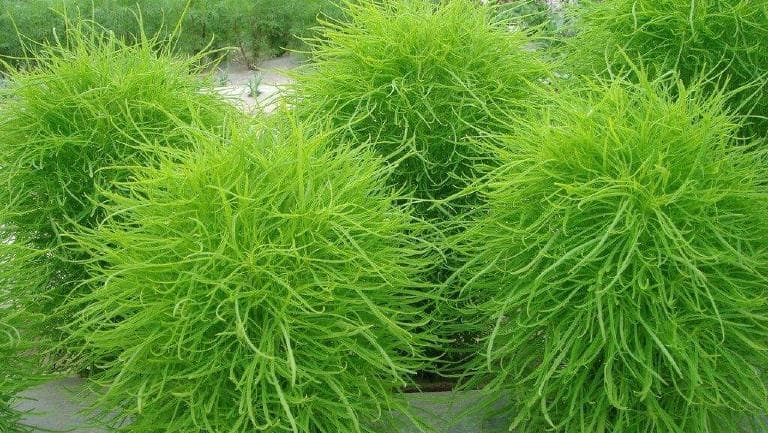 扫帚菜的功效与作用、禁忌和食用方法