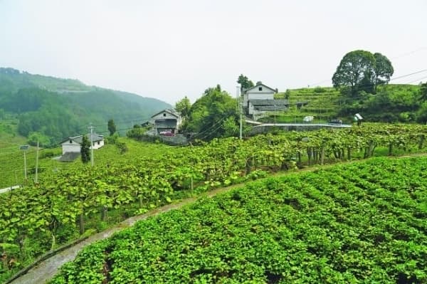 息烽县红岩村：“红壤碧珠”勾勒富美乡村图