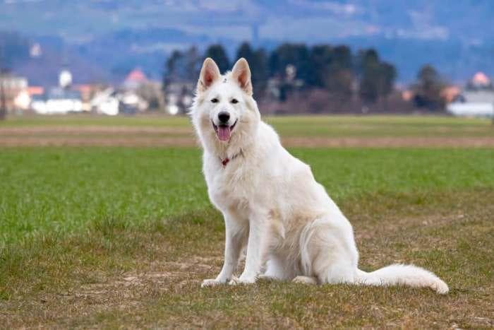 什么是白色瑞士牧羊犬？（瑞士牧羊犬和白色德牧的区别）