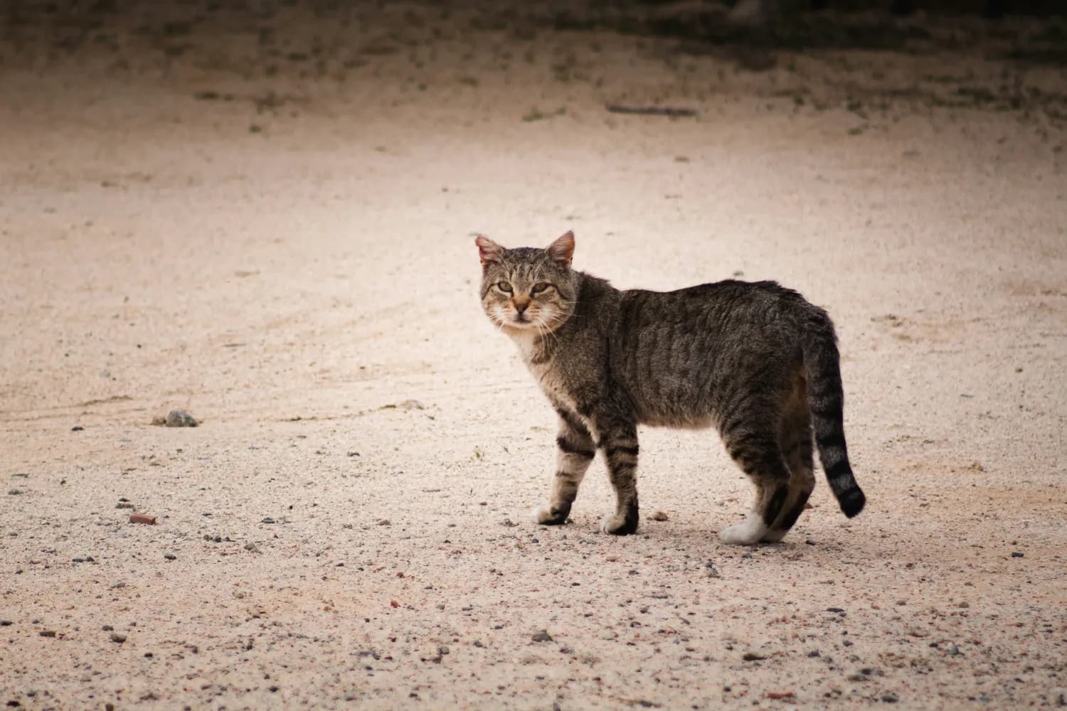 揭秘猫咪怕水之谜：从进化历程到行为学解释