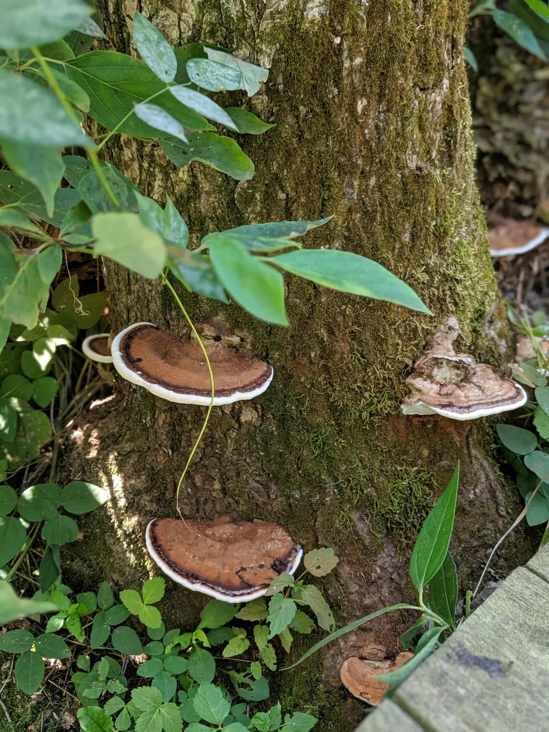 深圳小区惊现野生灵芝！专家：这反映城市生态环境向好