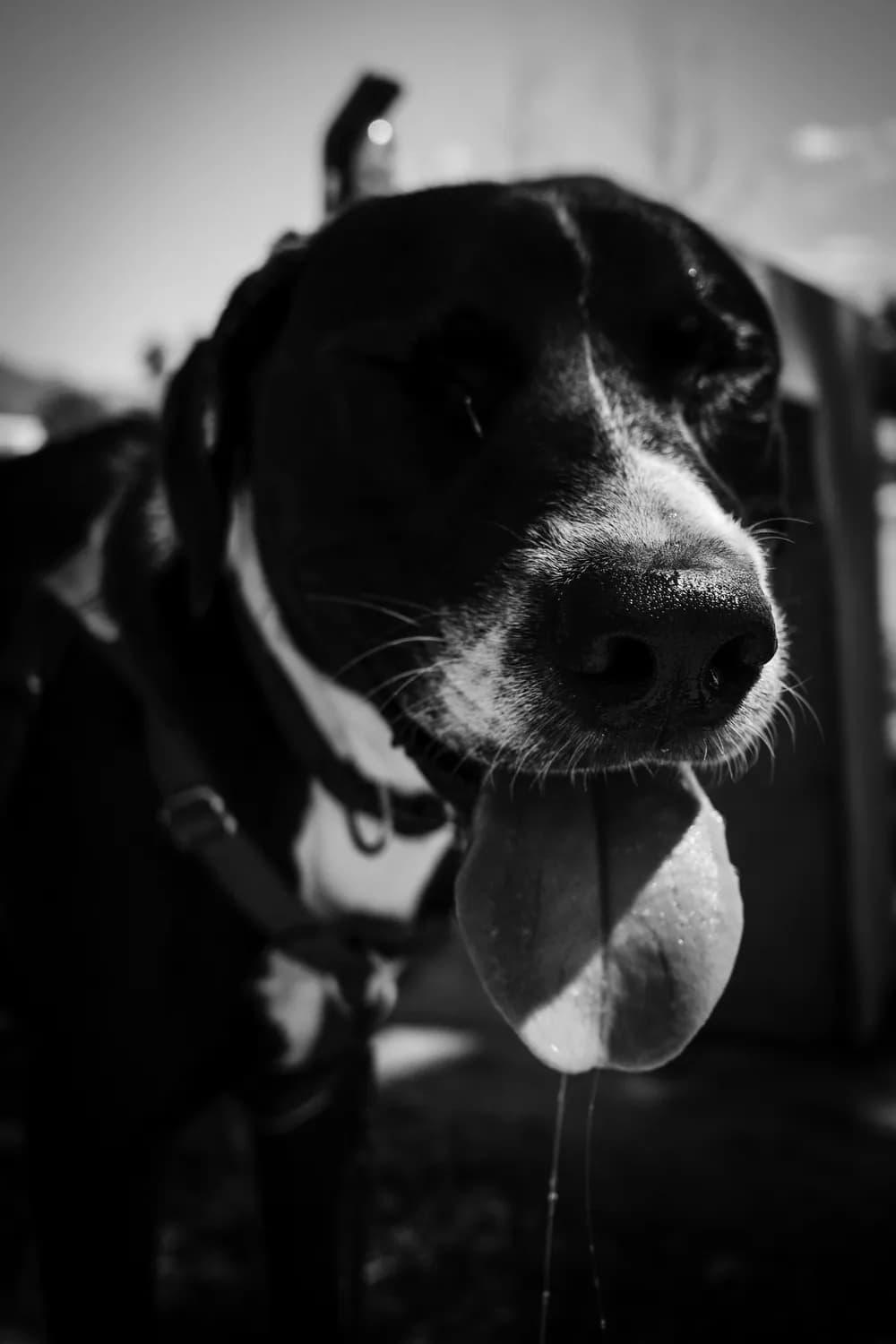 如何通过饮食解决马犬和猫咪的流口水问题？