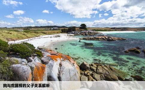 狗和虎的父子缘分：生肖相合还是性格相投？