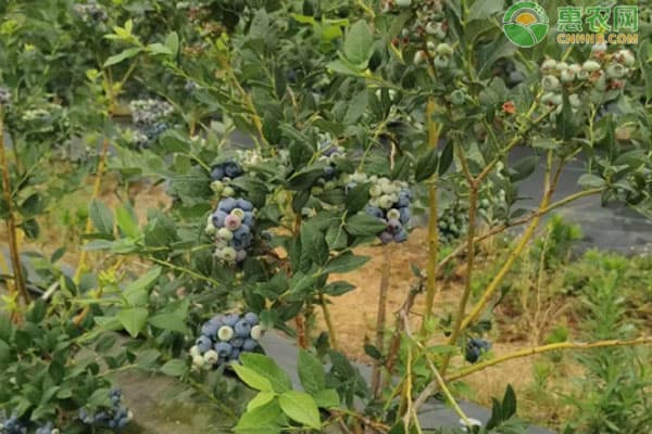 L25蓝莓苗耐低温吗？多种蓝莓品种特性详解