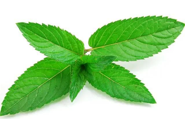 清新独特，薄荷叶的五种美妙吃法，不只是口腔清新的好帮手！