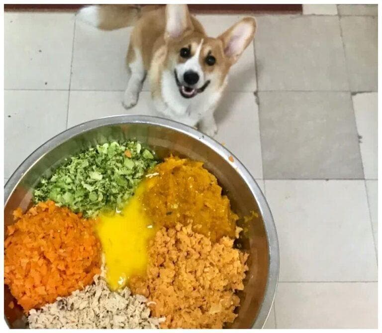 狗狗不同年龄段的喂养（不同年龄段狗营养要求和喂食技巧）