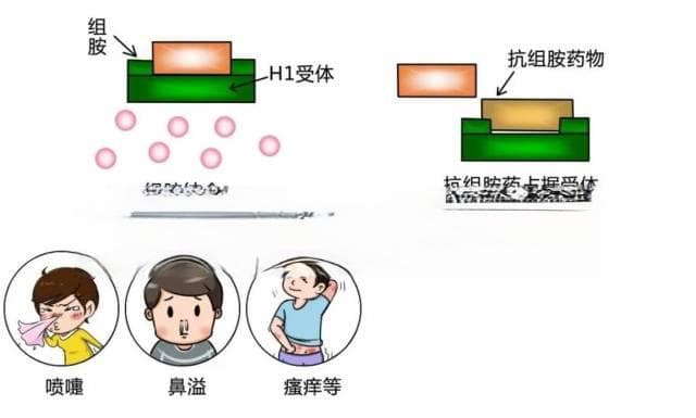 如何使用抗过敏药物？