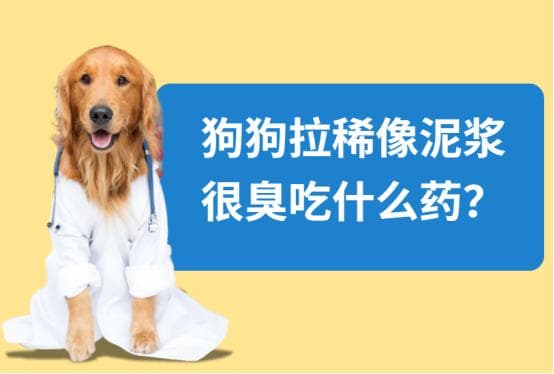 狗狗拉稀像泥浆很臭？别慌，这些药物可以急救！