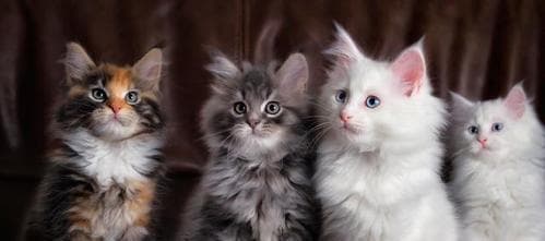 揭秘猫咪为何那么好奇：从本能到行为表现的全面解析