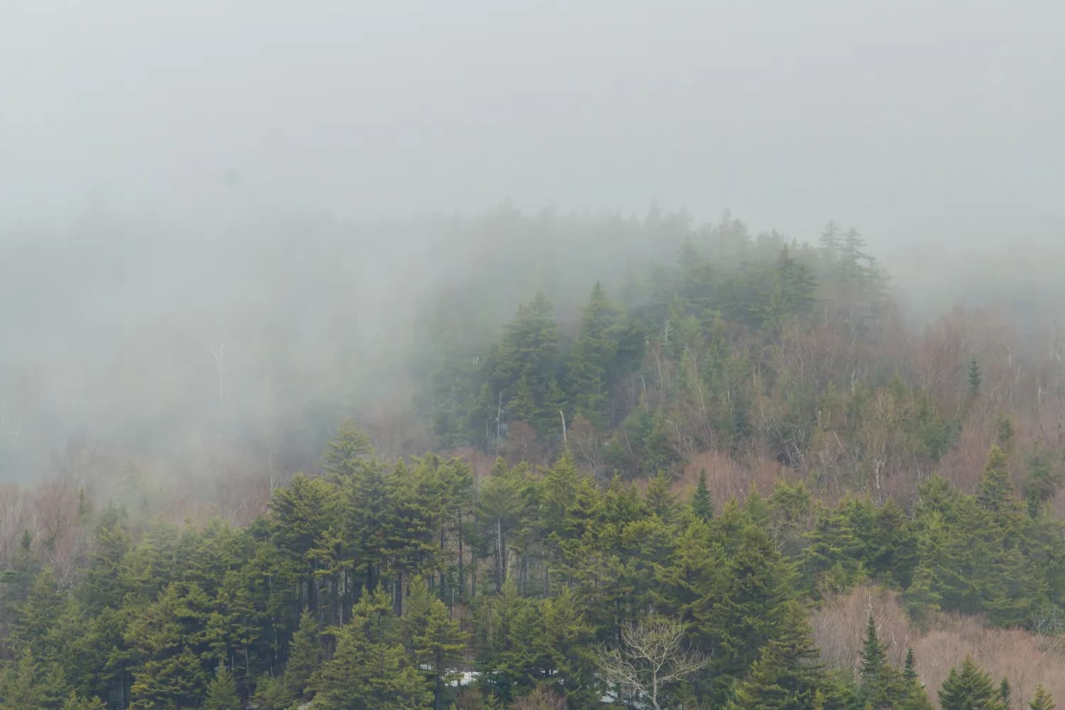 黄山春季避雨攻略：如何玩转最美花季？