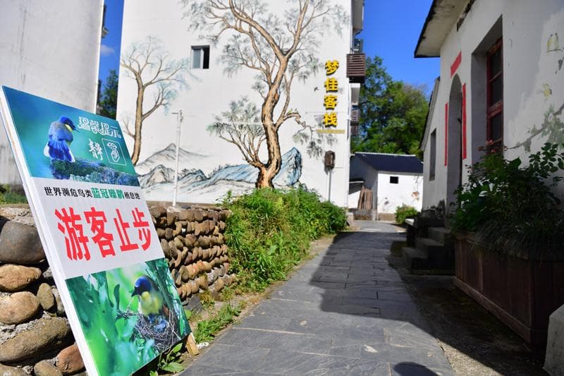 石門村的生態名片：藍冠噪鹛保護與鄉村振興的完美結合