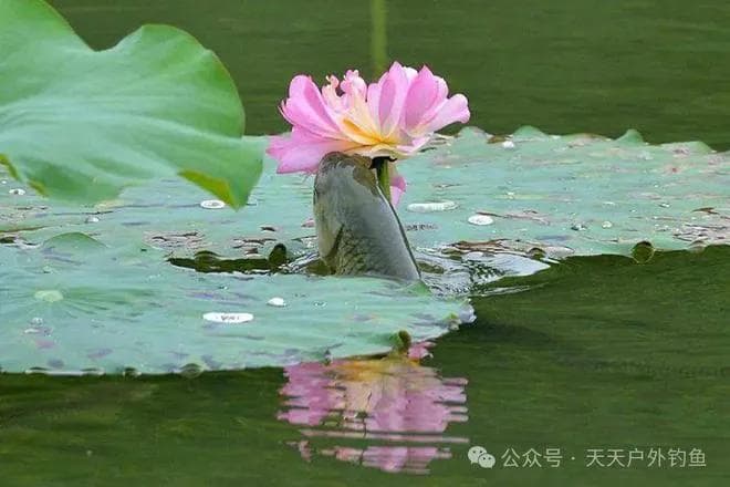 夏季野钓4个钓浮技巧，高温低压鱼上浮，换个钓法才有效