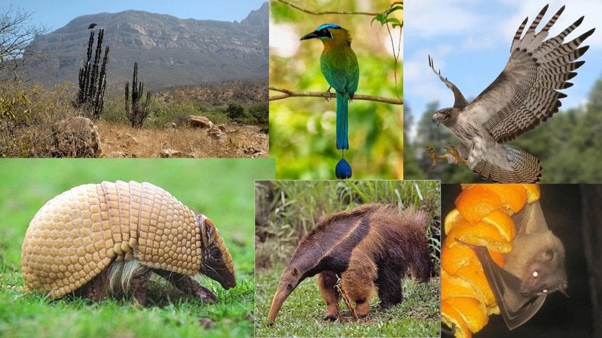 世界上生物多样性最丰富的国家及其主要威胁