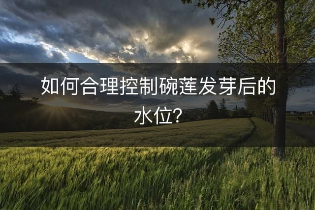 如何合理控制碗莲发芽后的水位？