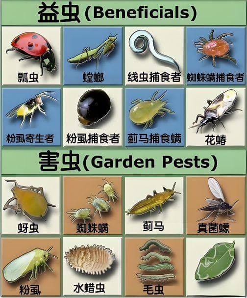 我国常见的十大益虫，有没有你小时候的玩伴？