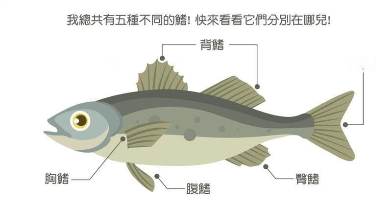 鱼的特征和生活环境——探索水下生物的奥秘