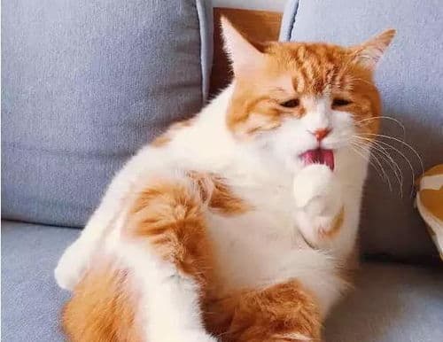 助胆怯猫咪勇敢自信成长