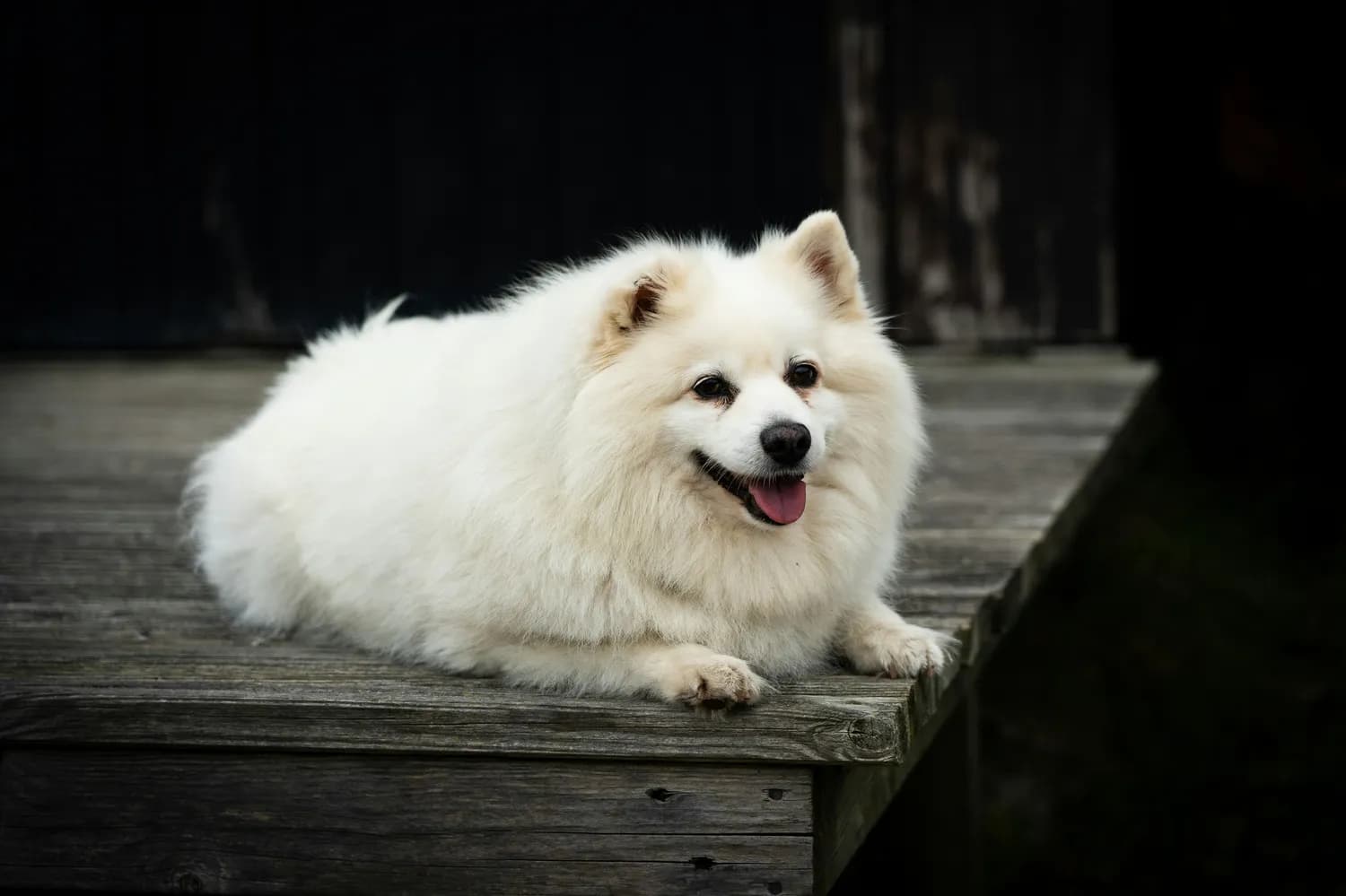 萨摩耶犬训练秘籍，新手爸妈必看！