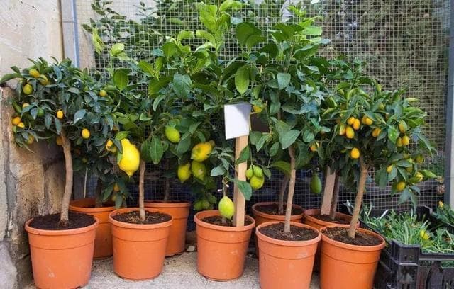 阳台可以栽种的8种盆栽水果