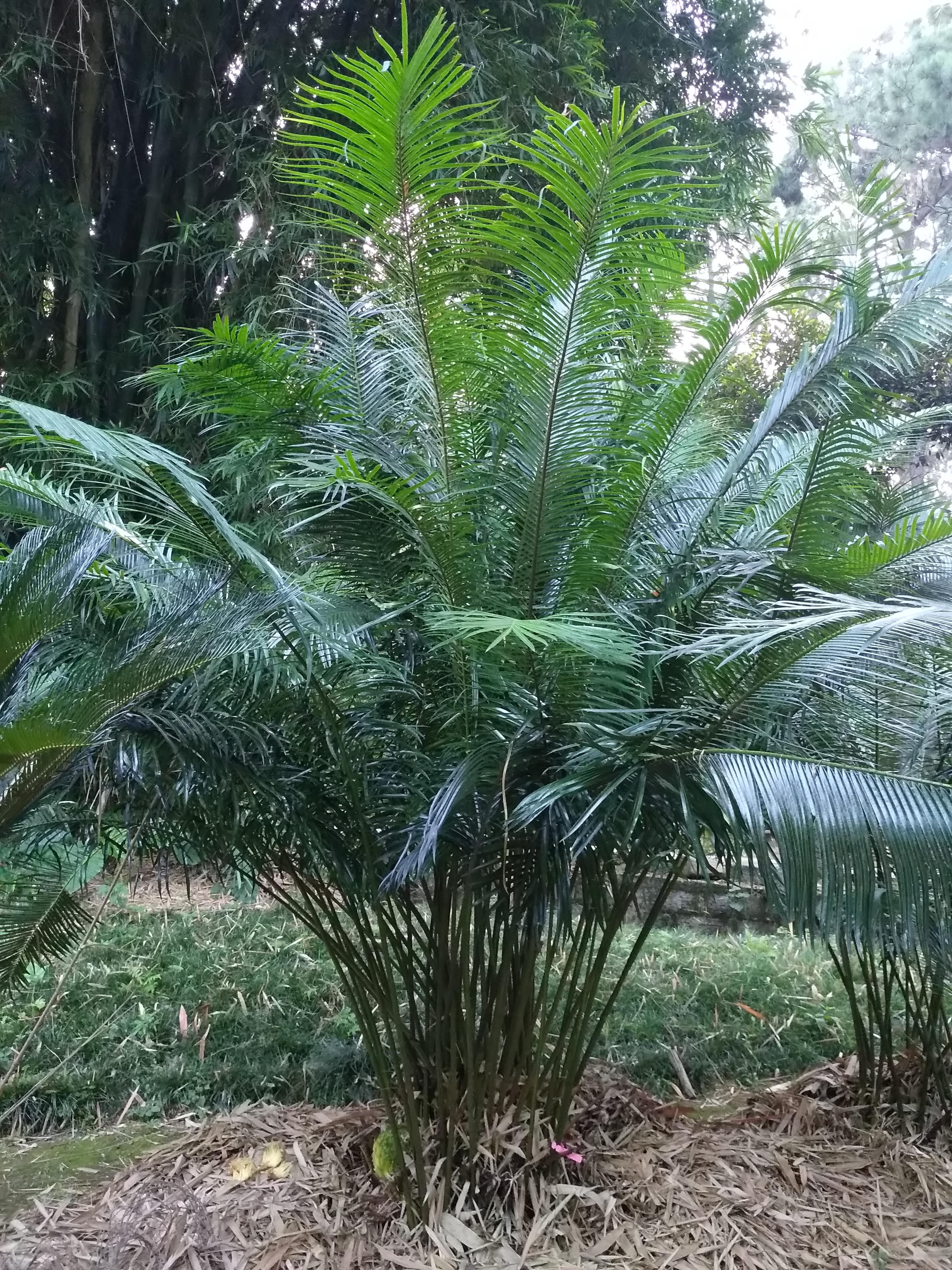 植物界“大熊猫”为何悄然“消失”