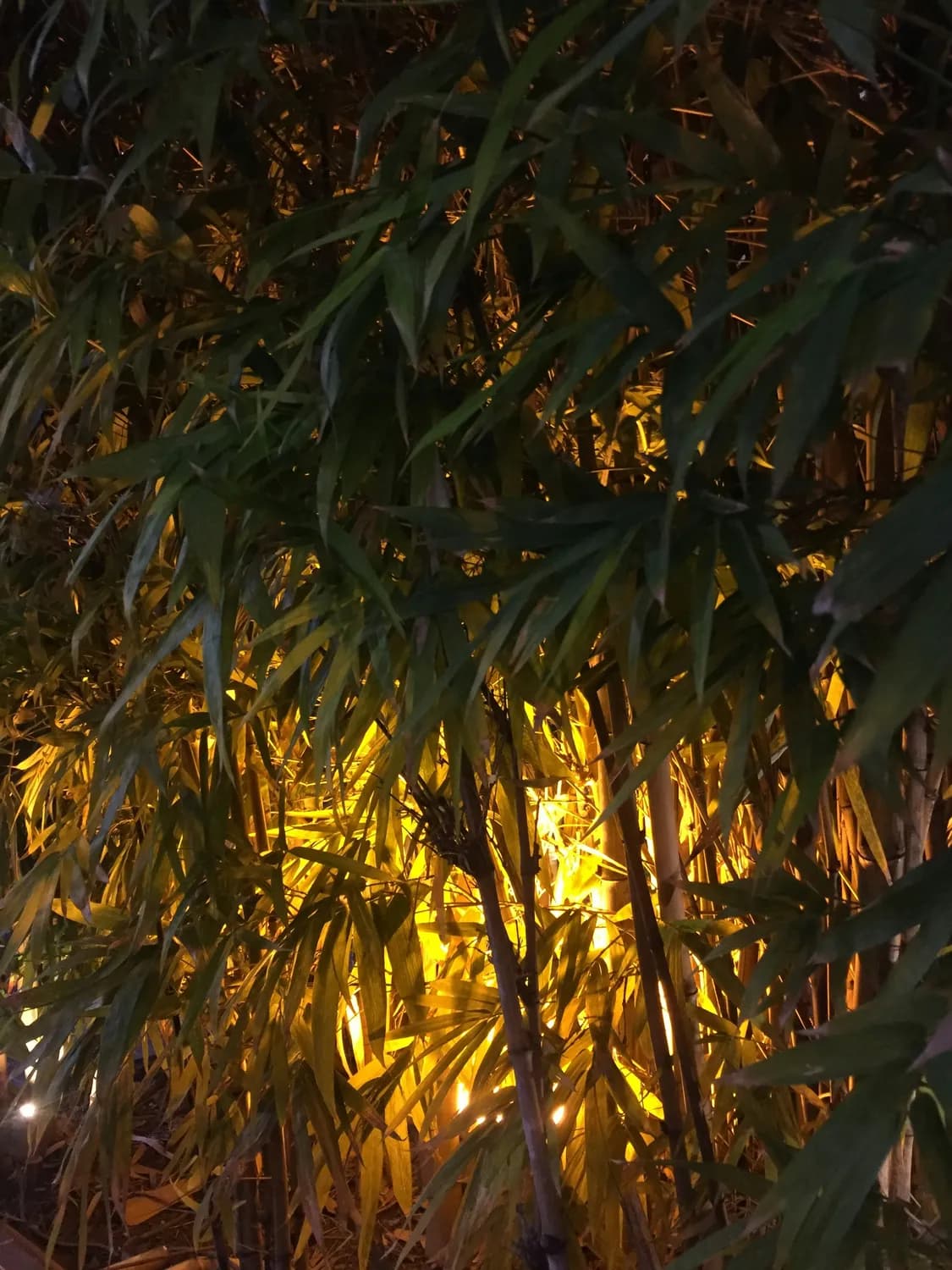 冬季富贵竹光照不足怎么办？