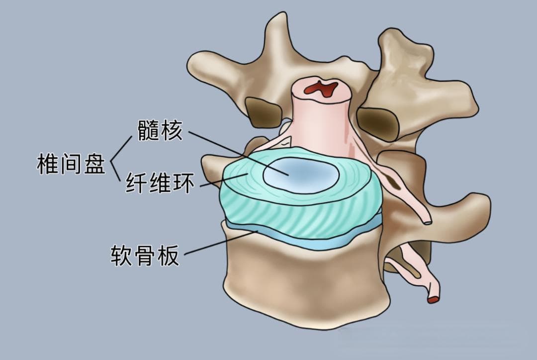 颈椎解剖探秘：剖析引发颈部疼痛的结构因素