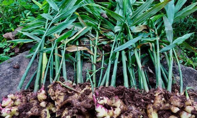 黄姜种植指南：春季种植、科学管理助你丰收