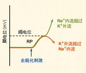 动作电位的引起和传导：去极化与Na+内流的正反馈