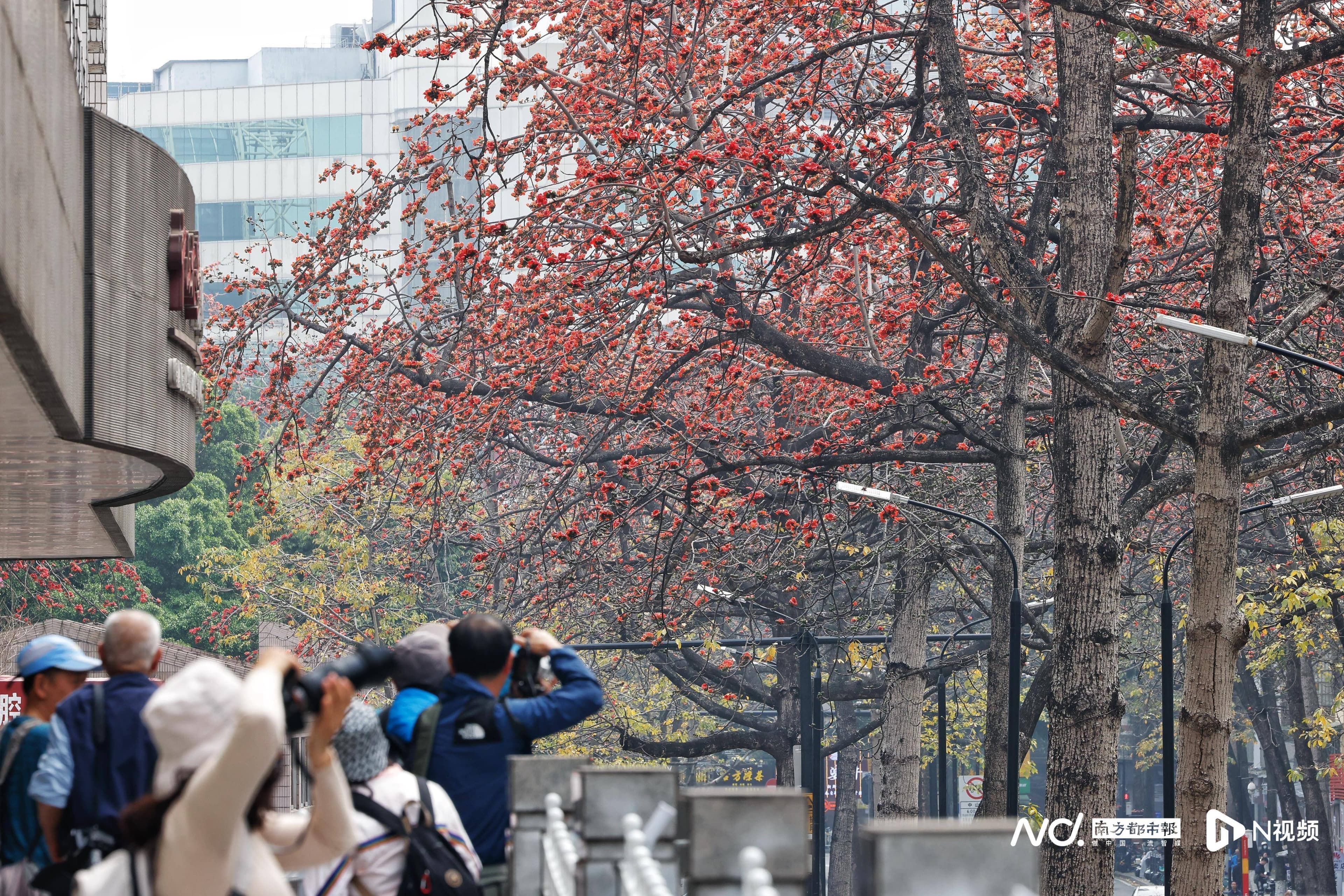 “红棉盛放…英姿勃发堪景仰”广州陵园西路，经典歌词诠释地