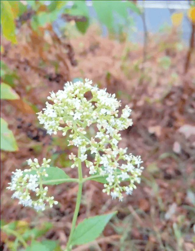 败酱草：一种具有多重魅力的野菜与药材