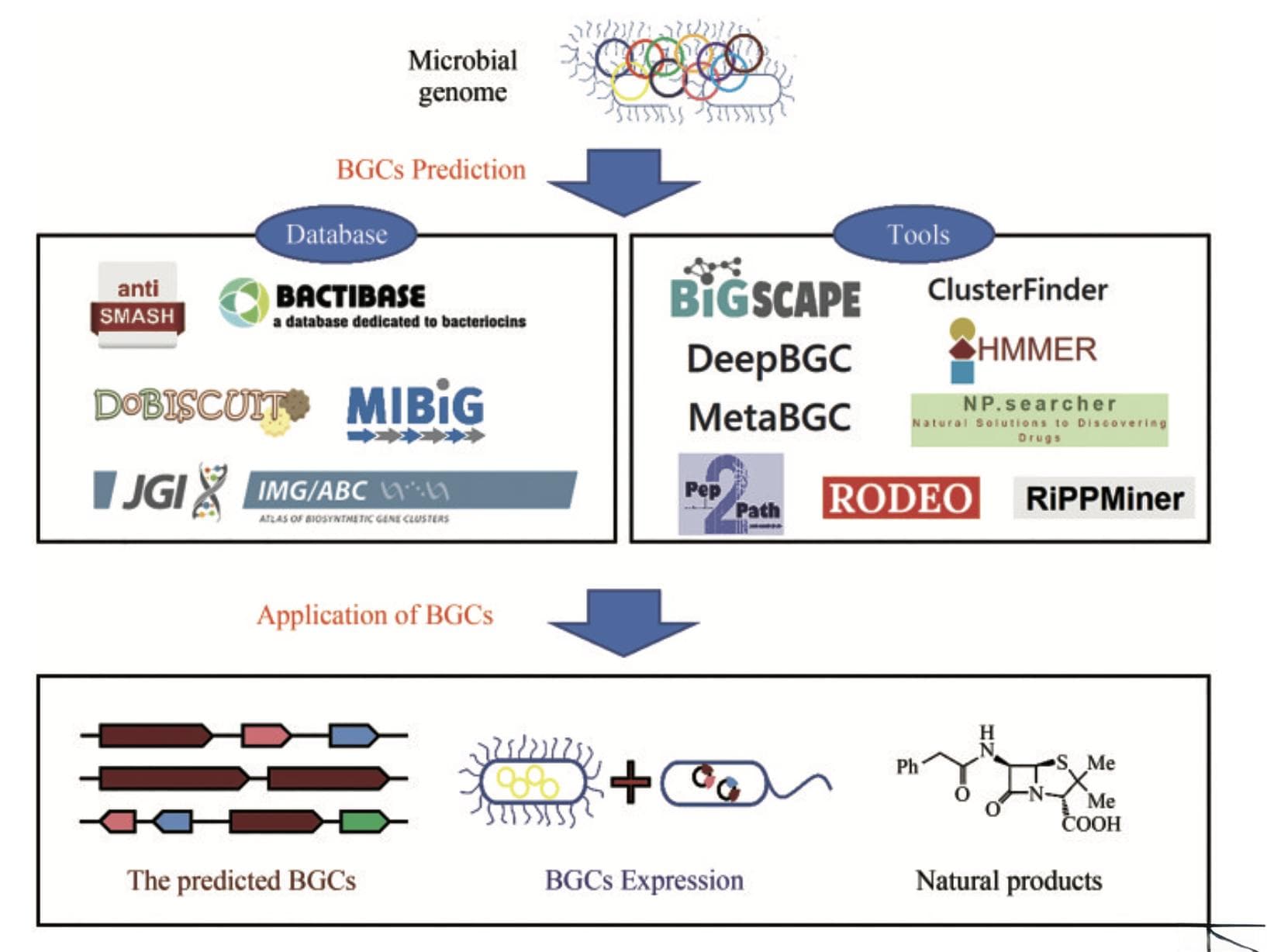 微生物组的生物合成基因簇（BGCs）分析