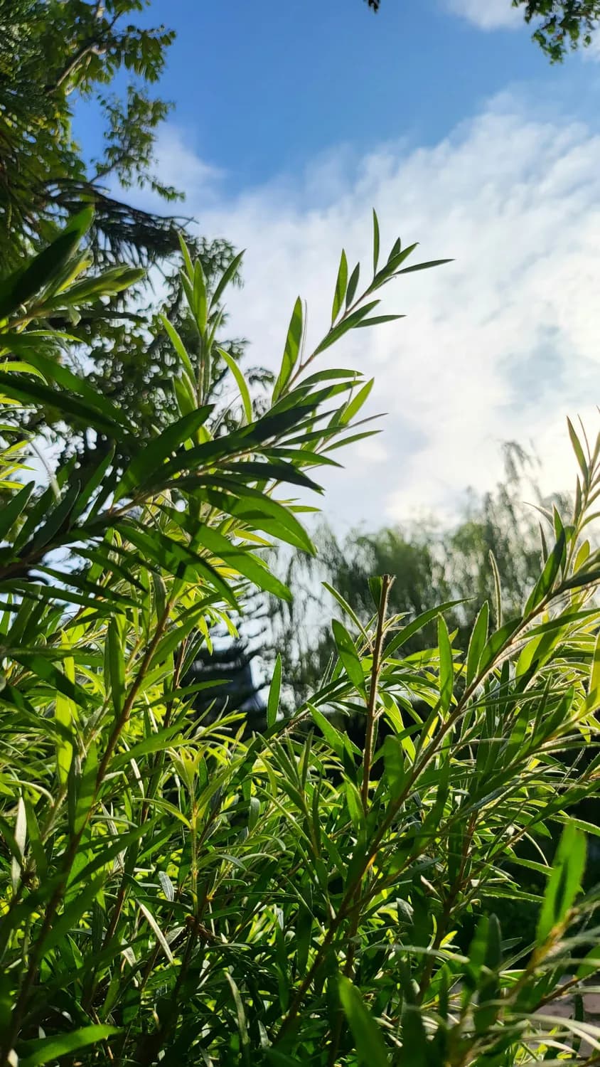 大兴安岭柳蒿芽：营养丰富，6大药用功效