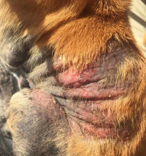 狗狗皮肤病预防指南：常见症状识别与12个实用预防措施