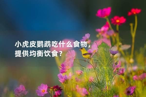 小虎皮鹦鹉吃什么食物，如何为它们提供均衡饮食？