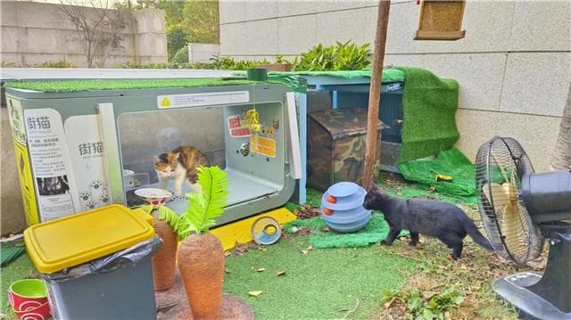 当一座城市的流浪猫，被一款App“圈养”之后