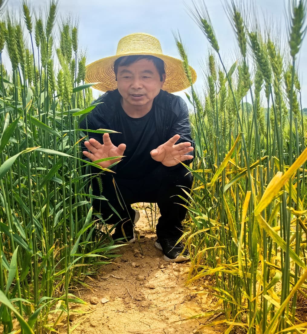 近十年陕西审定179份小麦品种：条锈病抗性良好，白粉病和赤霉病抗性待提升