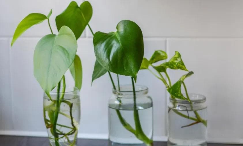 水培植物爱烂根？这 5 个容易被忽视的行为，你中招了吗？