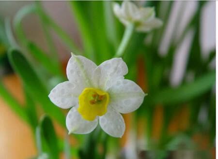 水仙花怎么养，3种水仙花种植方法