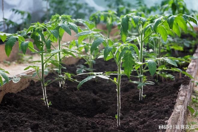 早春蔬菜定植全攻略丨这些细节决定产量，菜农必看！