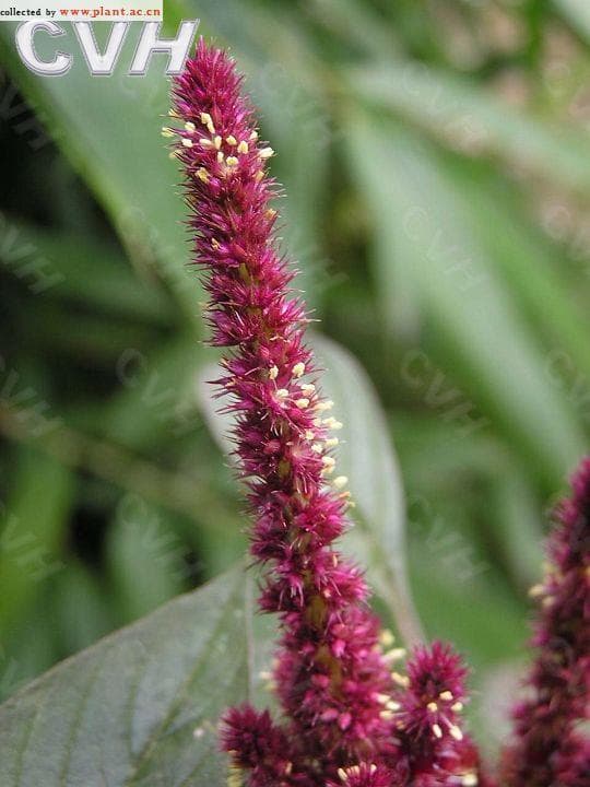 千穗谷Amaranthus hypochondriacus Linn.