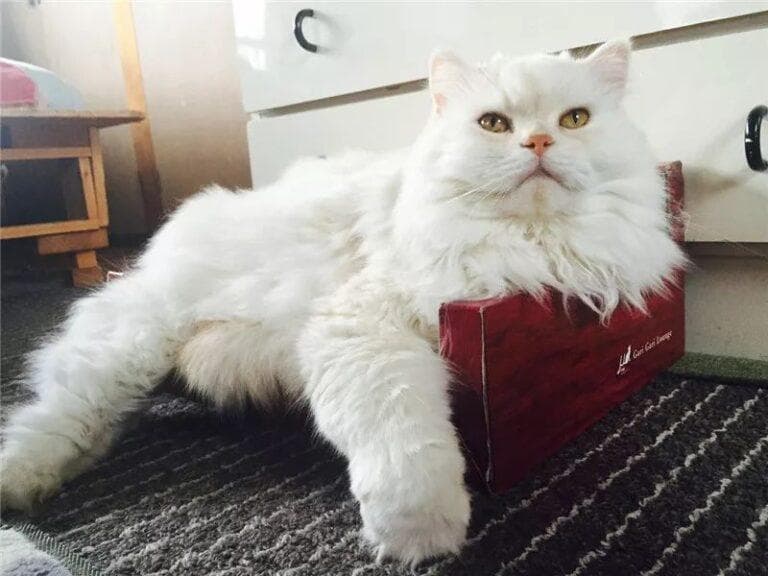 成年猫一般多少斤正常？猫咪标准体重对照表及健康指南