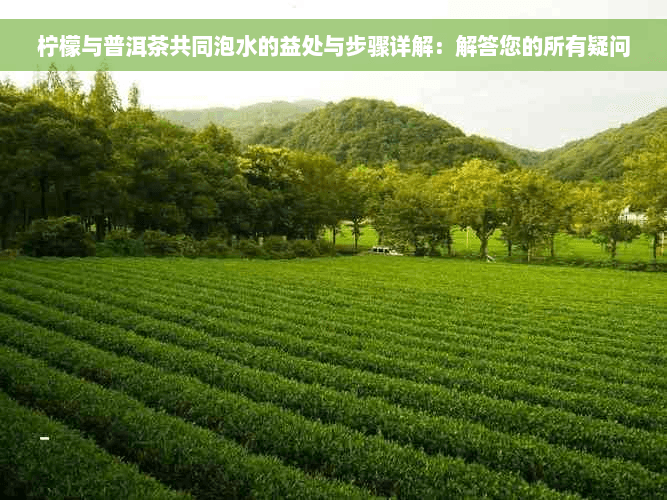 柠檬与普洱茶共同泡水的益处与步骤详解：解答您的所有疑问