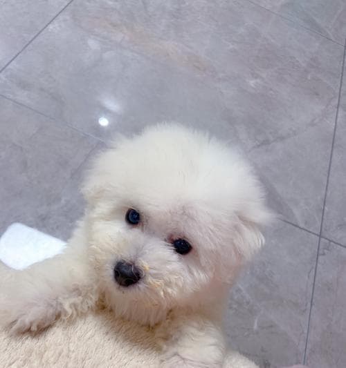 饮食卫生是关键，8招轻松应对比熊犬拉稀呕吐