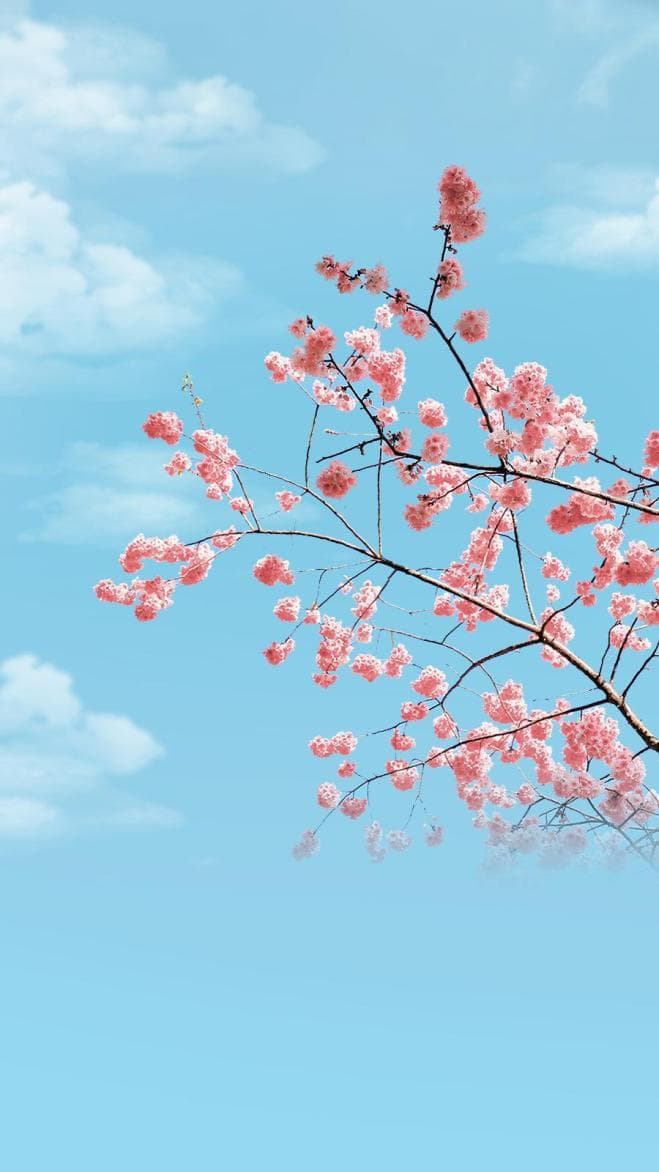 庐江赏花地图上线，七大花卉最佳观赏时间全攻略