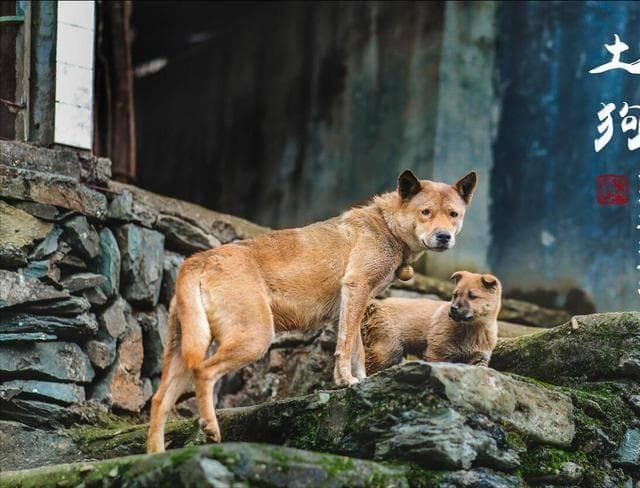 中国十大名犬：从皇家宠儿到民间英雄