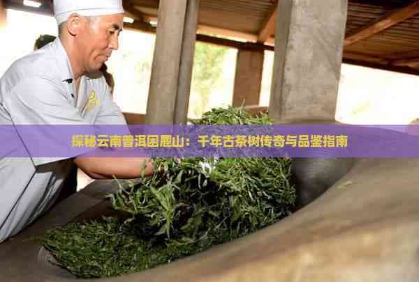 探秘云南普洱困鹿山：千年古茶树传奇与品鉴指南