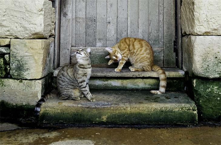 如何让野猫不再来